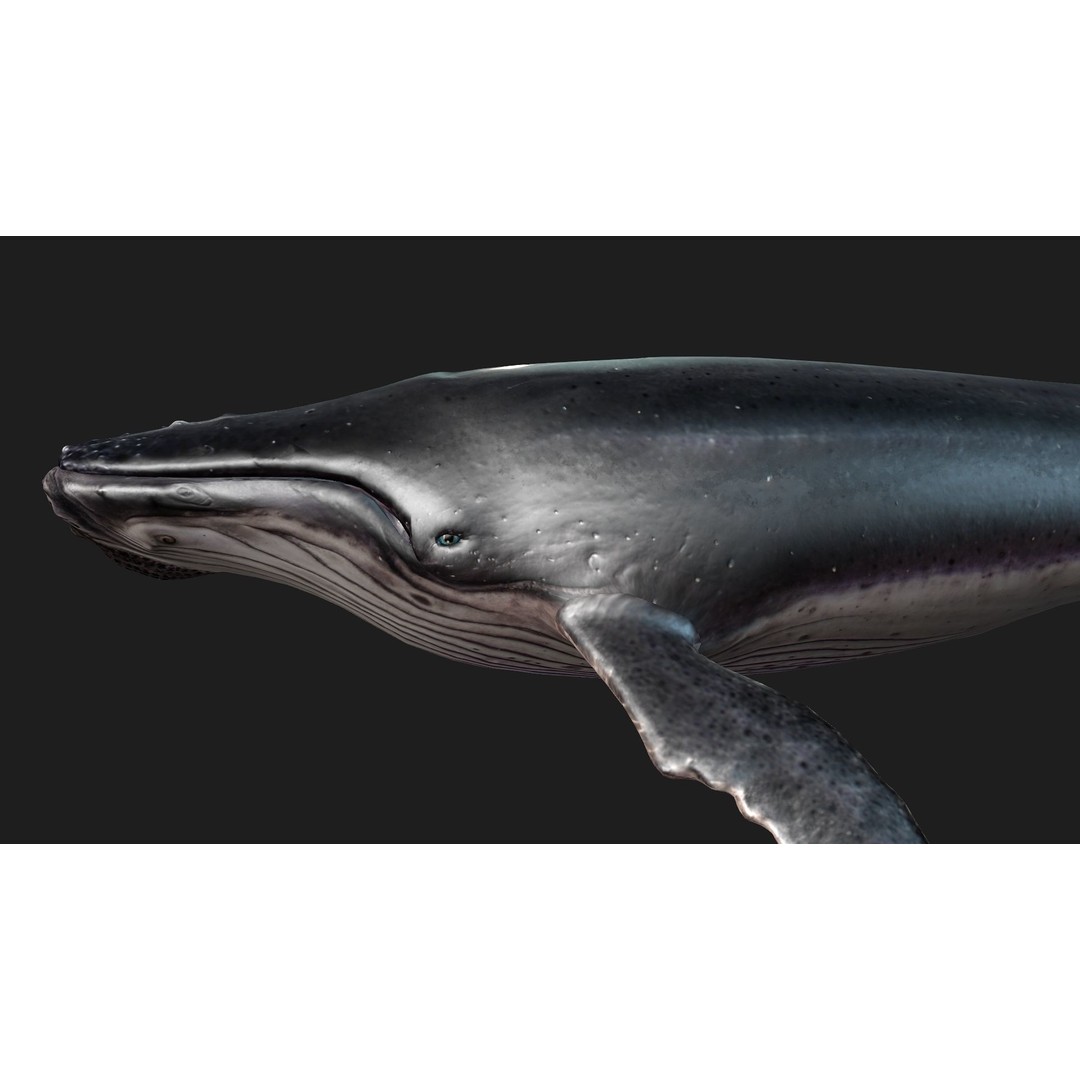 Whale 3D Model – Animated PBR Rigged Asset for Blender, FBX - View 14