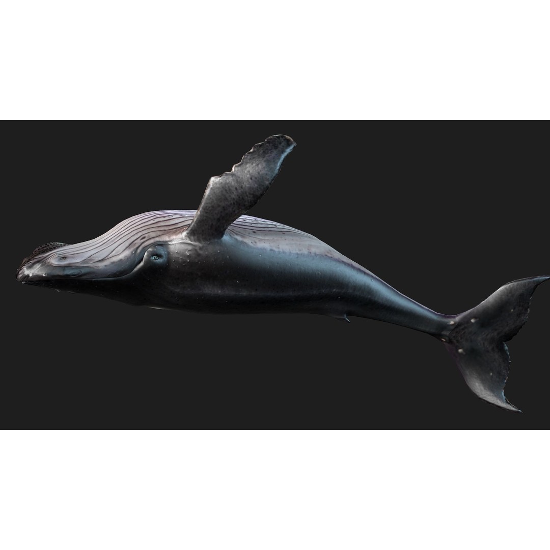 Whale 3D Model – Animated PBR Rigged Asset for Blender, FBX - View 15