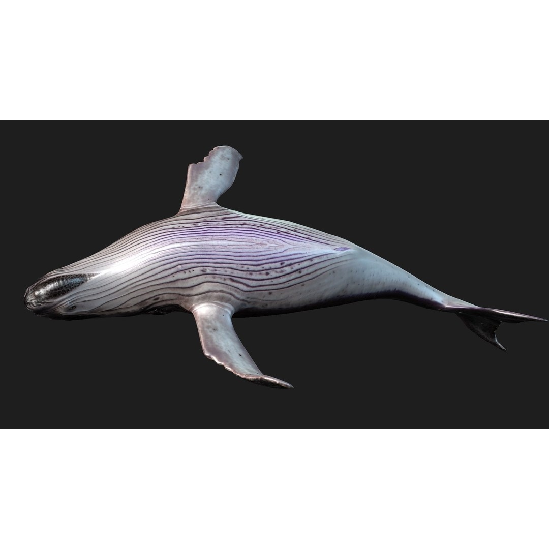 Whale 3D Model – Animated PBR Rigged Asset for Blender, FBX - View 16