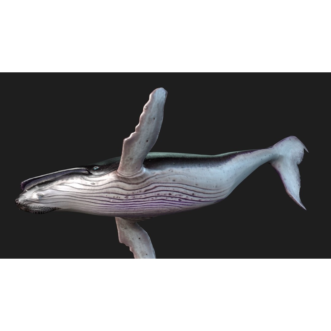Whale 3D Model – Animated PBR Rigged Asset for Blender, FBX - View 17