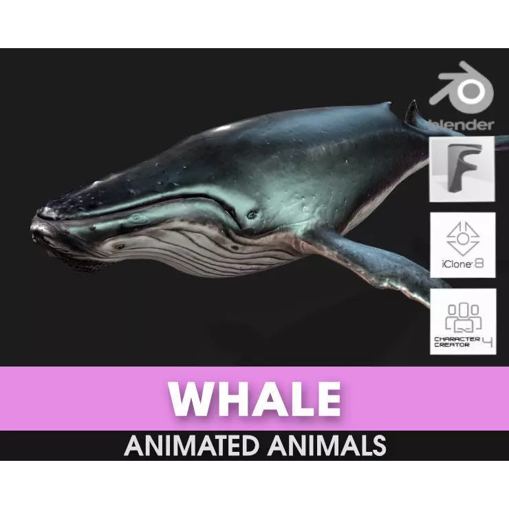 Whale 3D Model – Animated PBR Rigged Asset for Blender, FBX - View 2