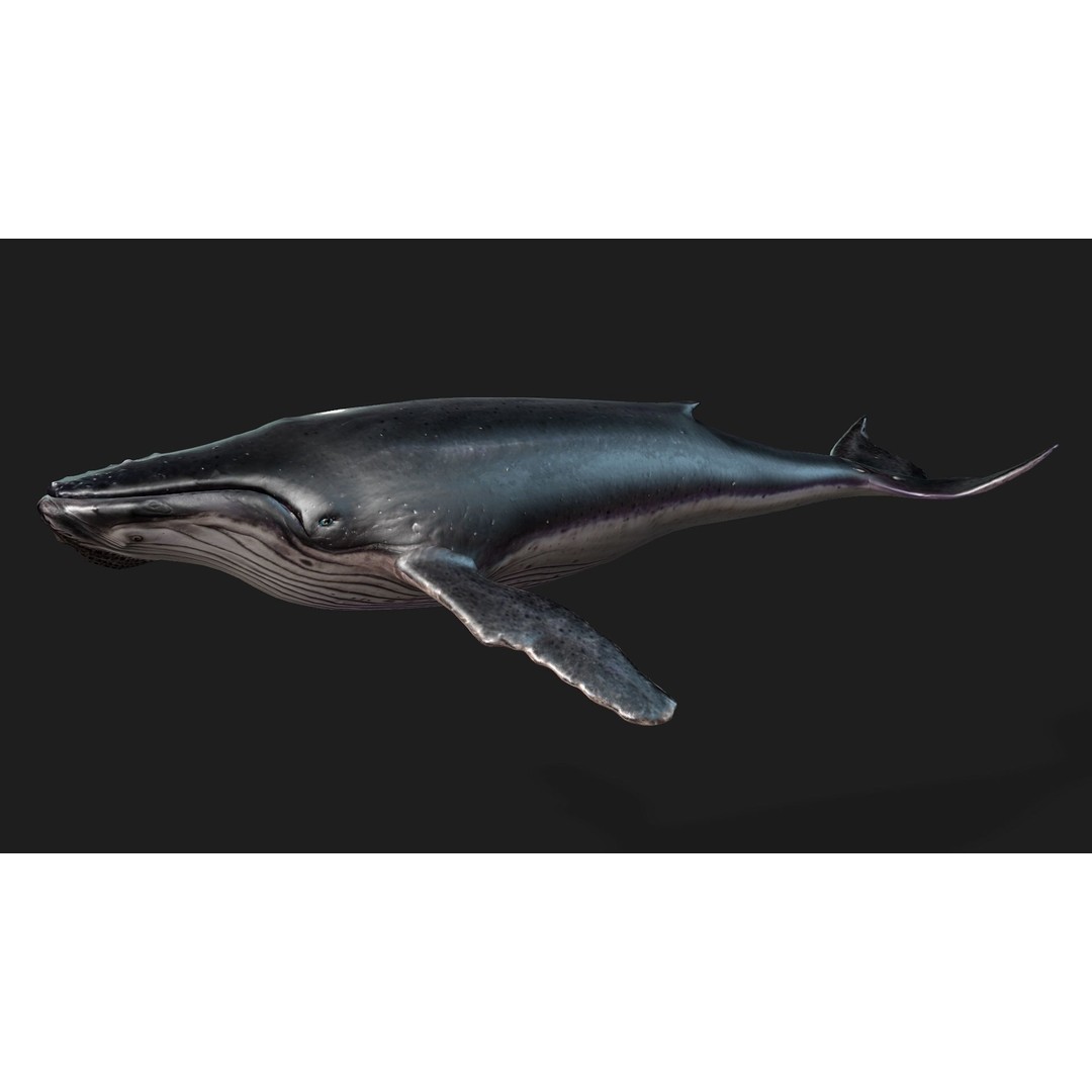Whale 3D Model – Animated PBR Rigged Asset for Blender, FBX - View 3