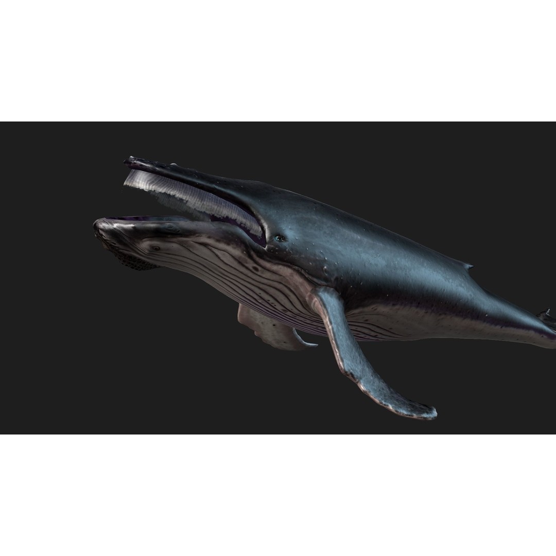 Whale 3D Model – Animated PBR Rigged Asset for Blender, FBX - View 4