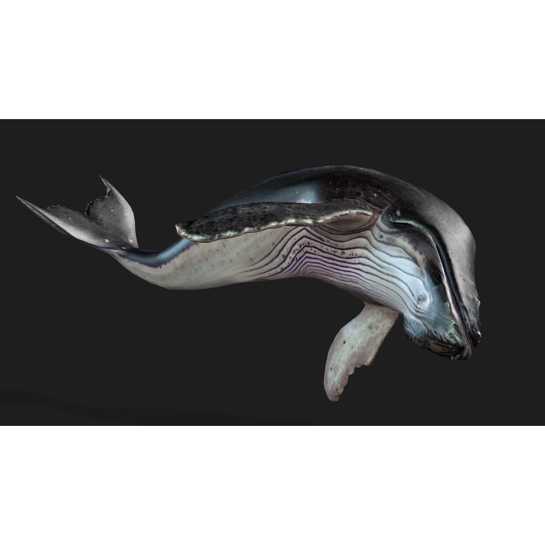 Whale 3D Model – Animated PBR Rigged Asset for Blender, FBX - View 5