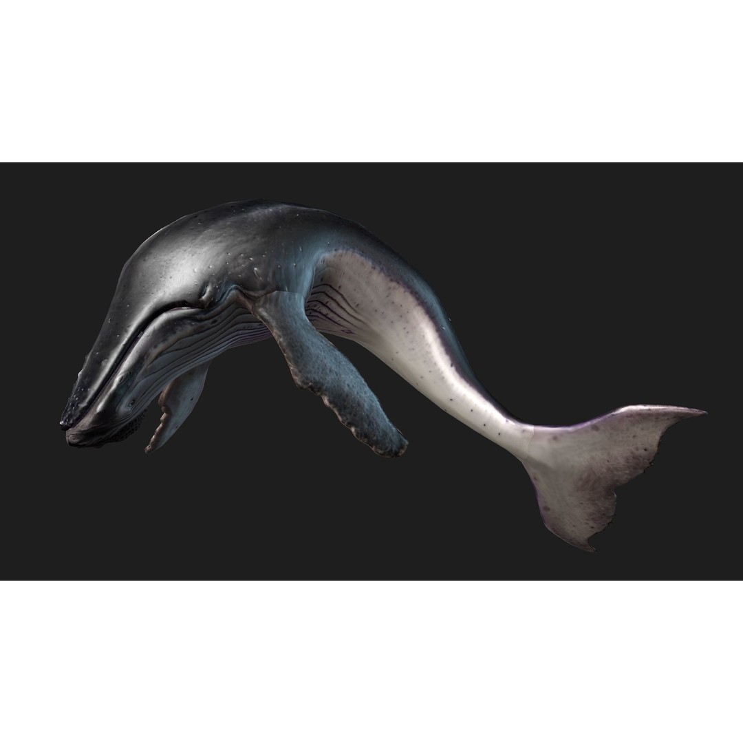 Whale 3D Model – Animated PBR Rigged Asset for Blender, FBX - View 6