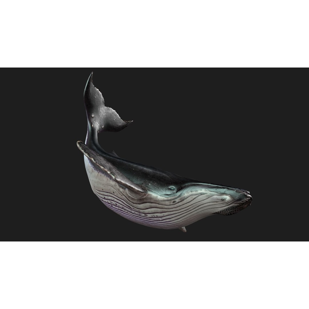 Whale 3D Model – Animated PBR Rigged Asset for Blender, FBX - View 7