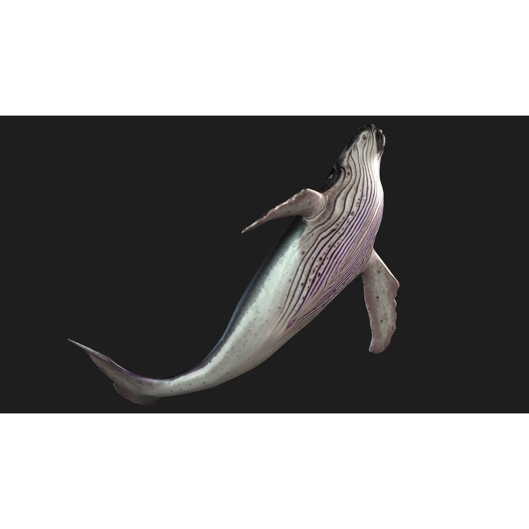 Whale 3D Model – Animated PBR Rigged Asset for Blender, FBX - View 8