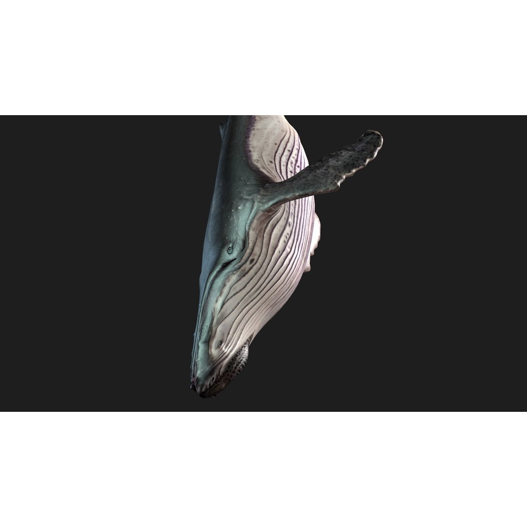 Whale 3D Model – Animated PBR Rigged Asset for Blender, FBX - View 9