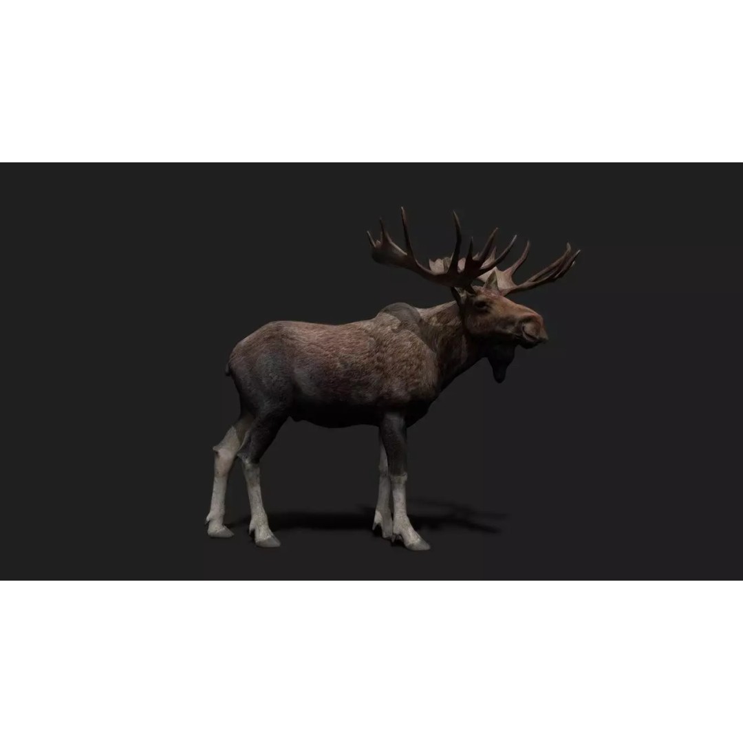 Realistic Moose 3D Model – Low Poly Rigged Animation, FBX, Blender - View 2
