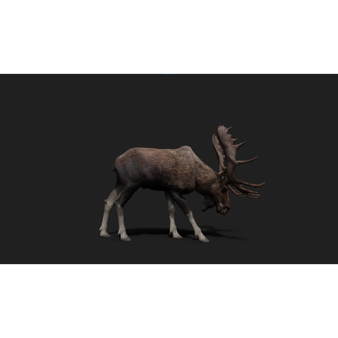 Realistic Moose 3D Model – Low Poly Rigged Animation, FBX, Blender - View 3