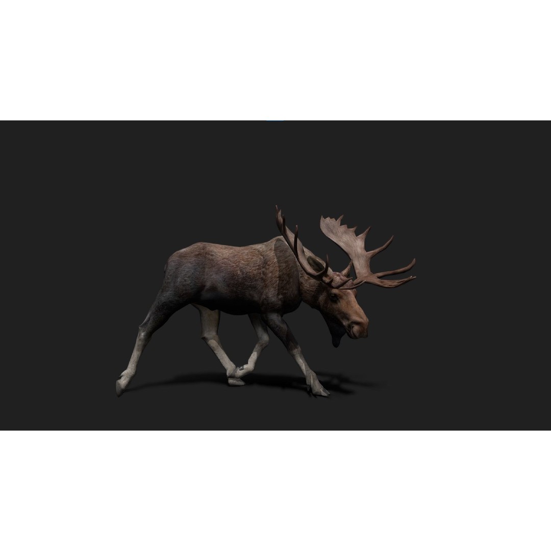 Realistic Moose 3D Model – Low Poly Rigged Animation, FBX, Blender - View 4