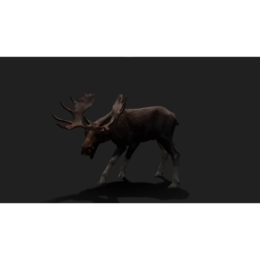 Realistic Moose 3D Model – Low Poly Rigged Animation, FBX, Blender - View 5