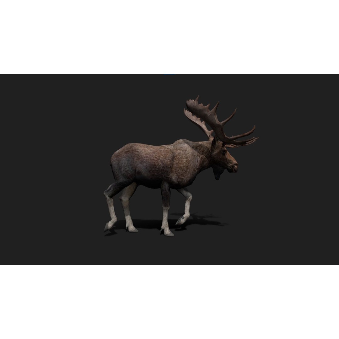 Realistic Moose 3D Model – Low Poly Rigged Animation, FBX, Blender - View 6