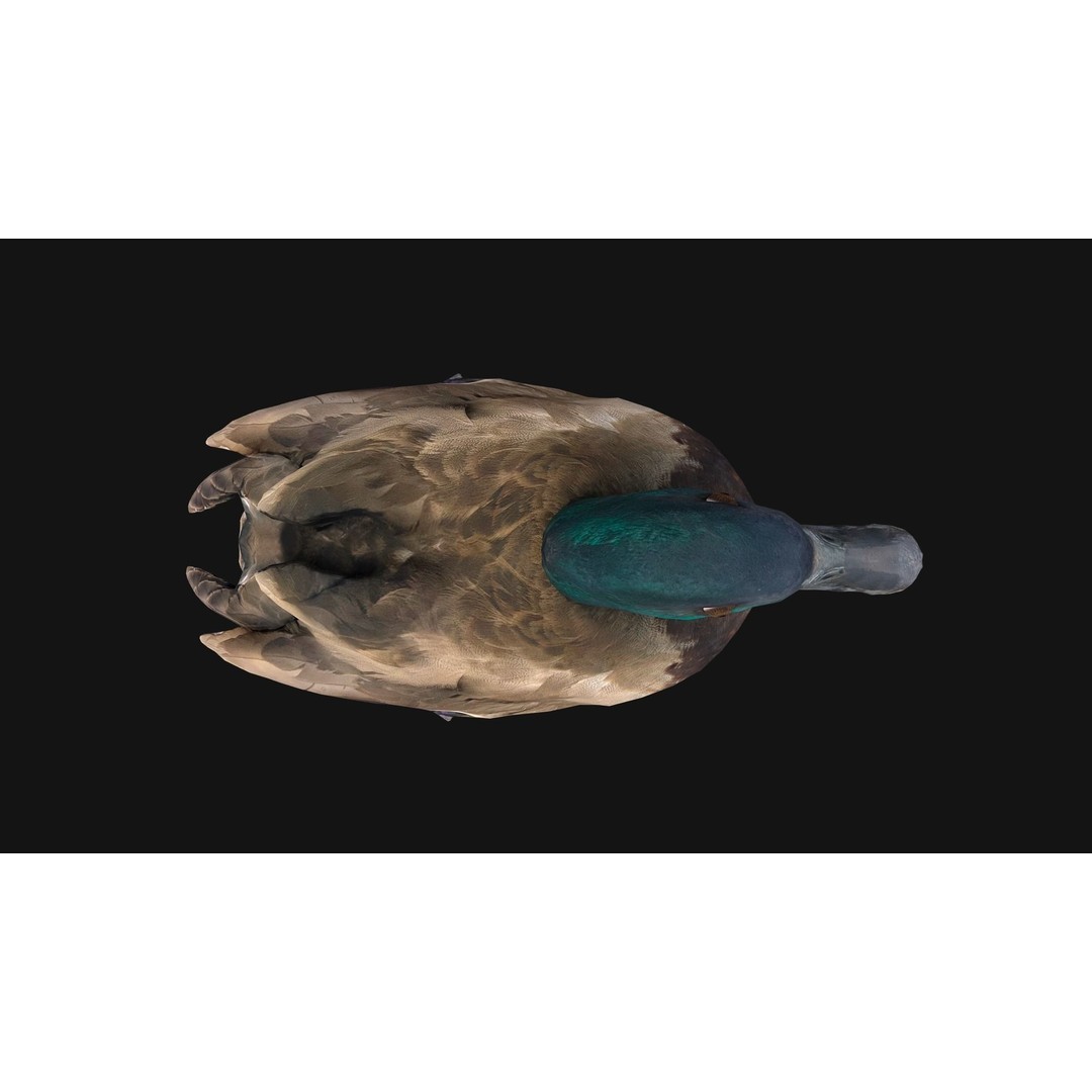 Duck Pack 3D Model – Low Poly Game Asset, PBR Textured, FBX - View 10
