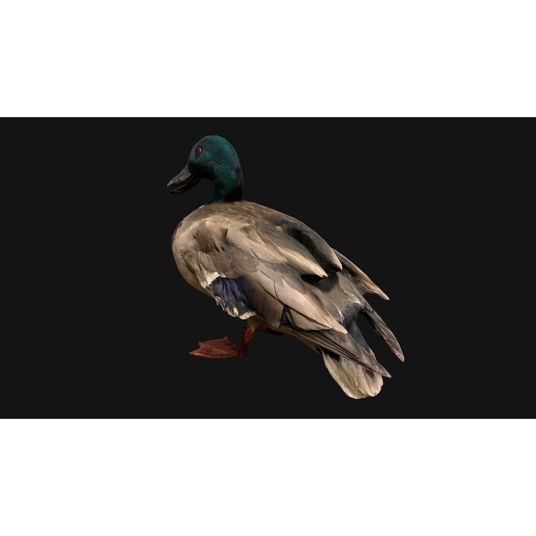 Duck Pack 3D Model – Low Poly Game Asset, PBR Textured, FBX - View 11