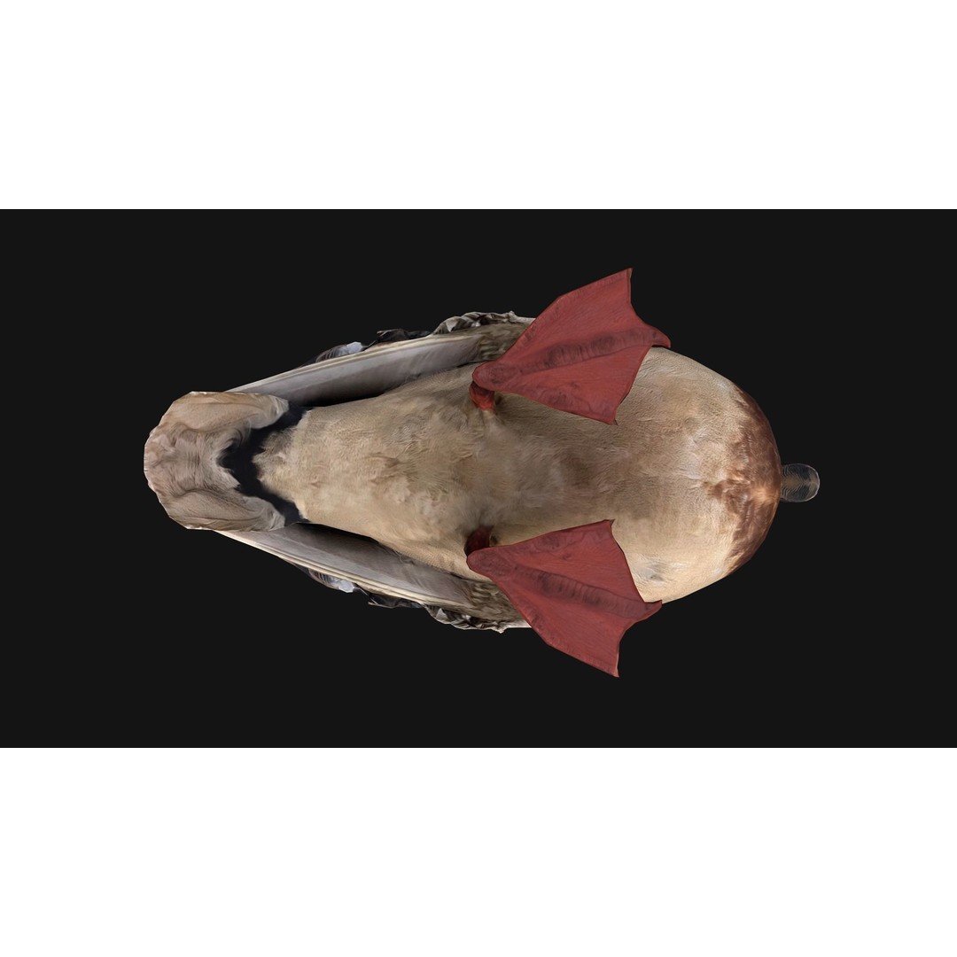 Duck Pack 3D Model – Low Poly Game Asset, PBR Textured, FBX - View 13