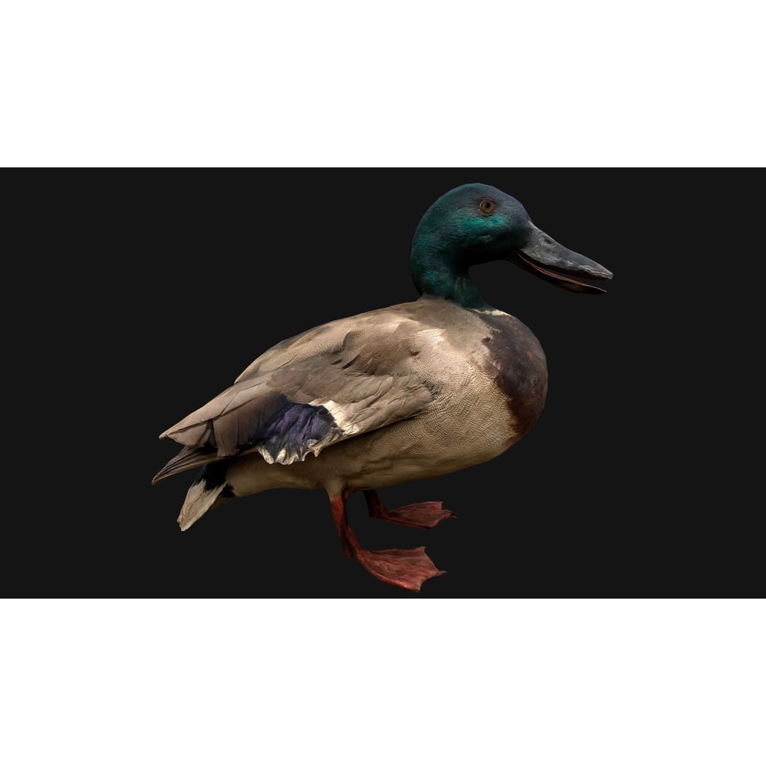 Duck Pack 3D Model – Low Poly Game Asset, PBR Textured, FBX - View 18