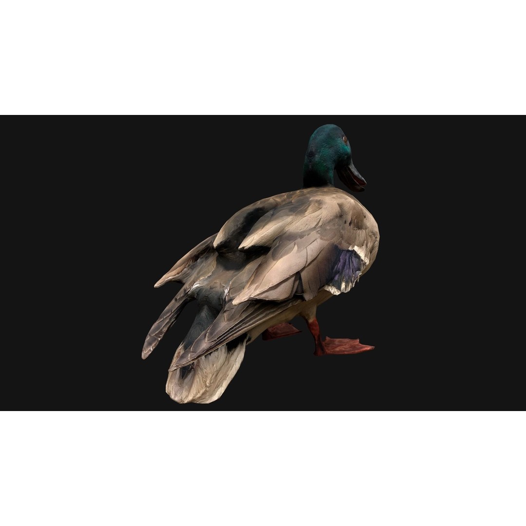 Duck Pack 3D Model – Low Poly Game Asset, PBR Textured, FBX - View 19