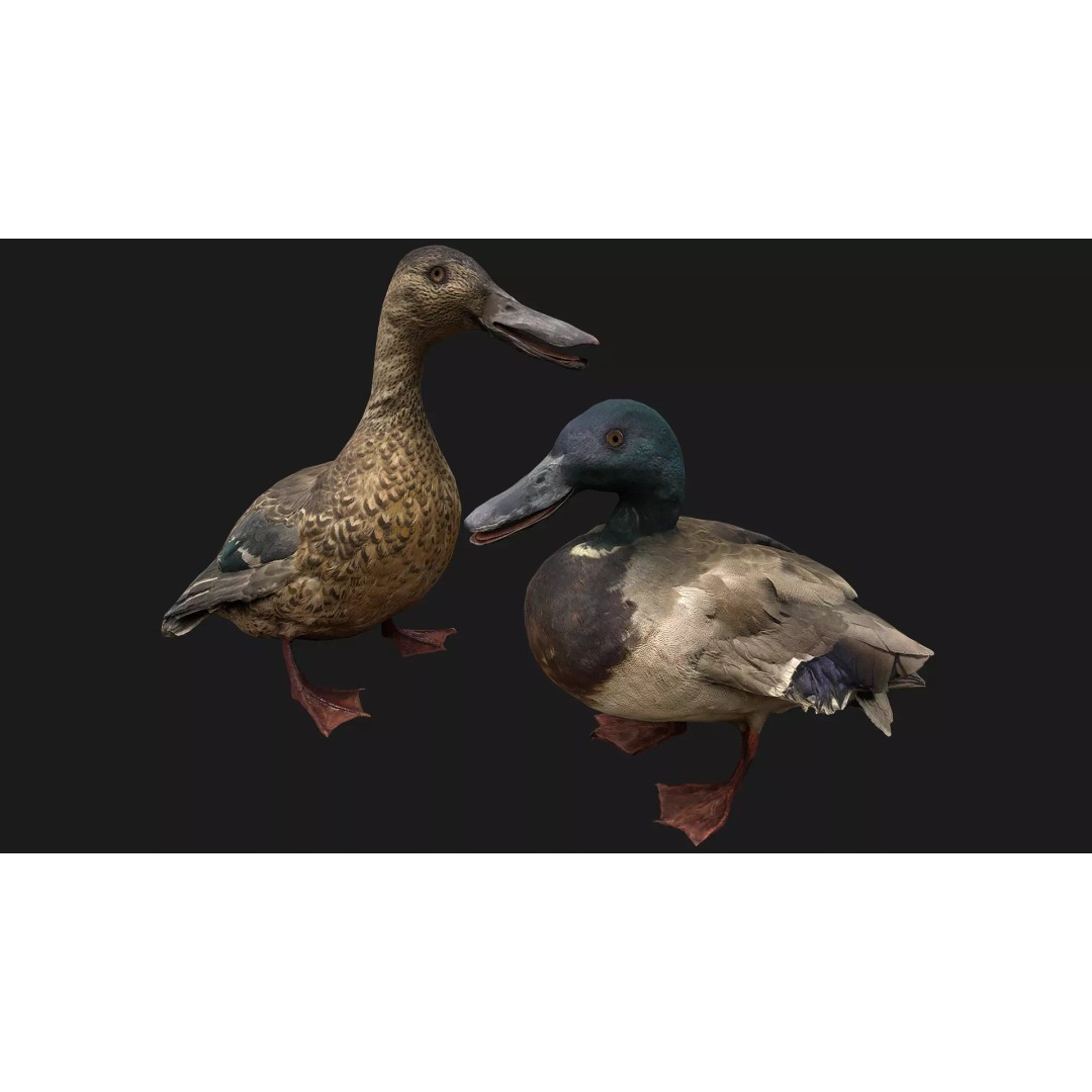 Duck Pack 3D Model – Low Poly Game Asset, PBR Textured, FBX - View 2