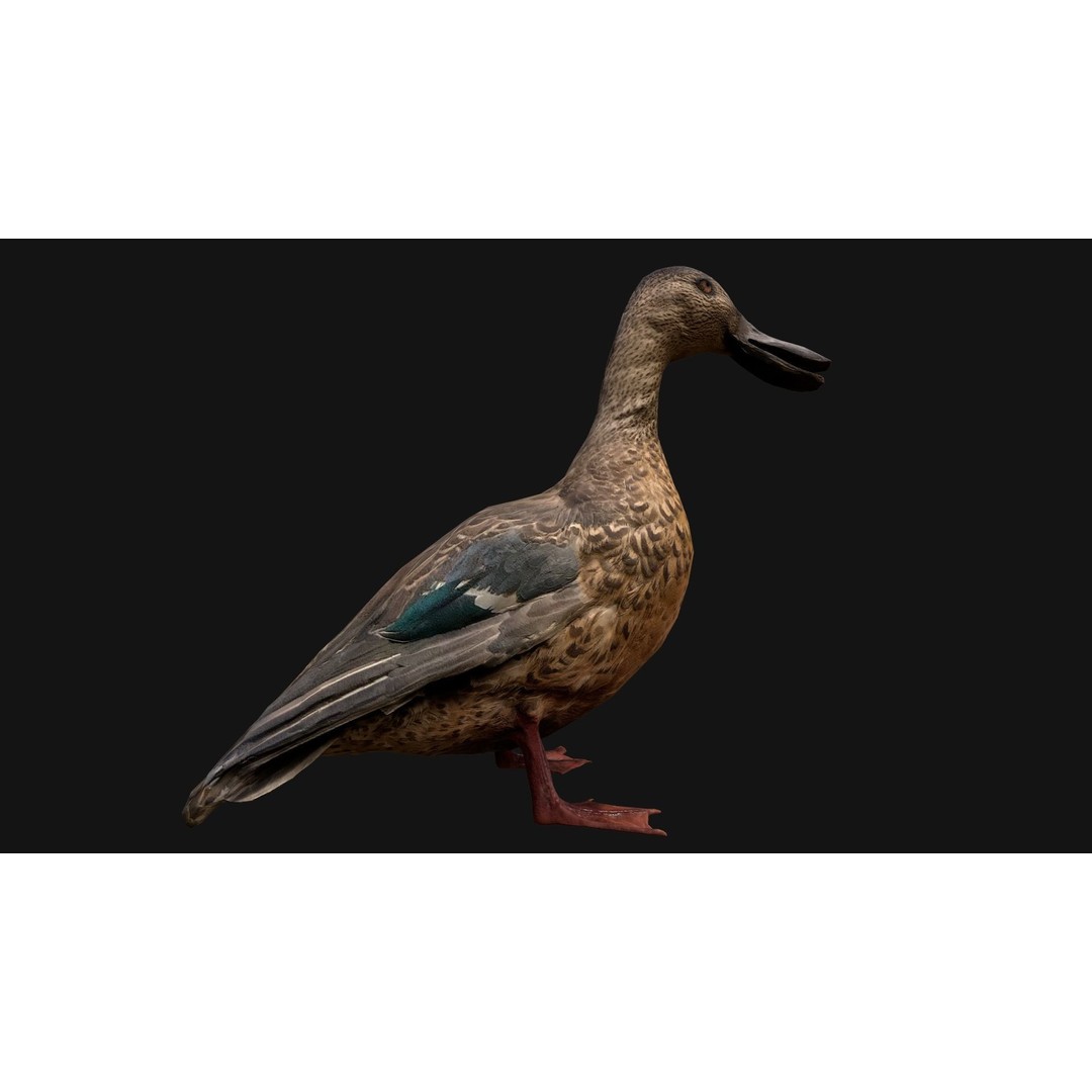 Duck Pack 3D Model – Low Poly Game Asset, PBR Textured, FBX - View 22