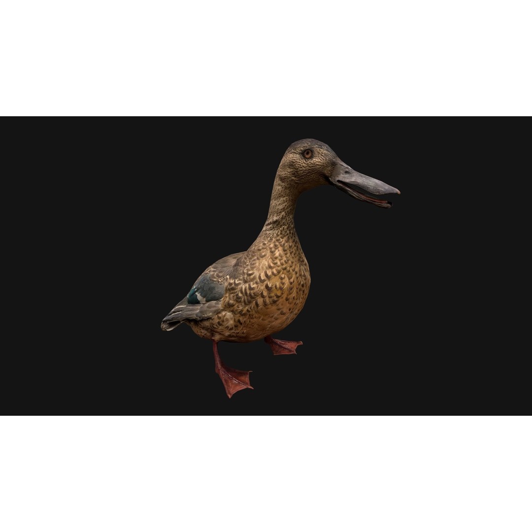 Duck Pack 3D Model – Low Poly Game Asset, PBR Textured, FBX - View 24
