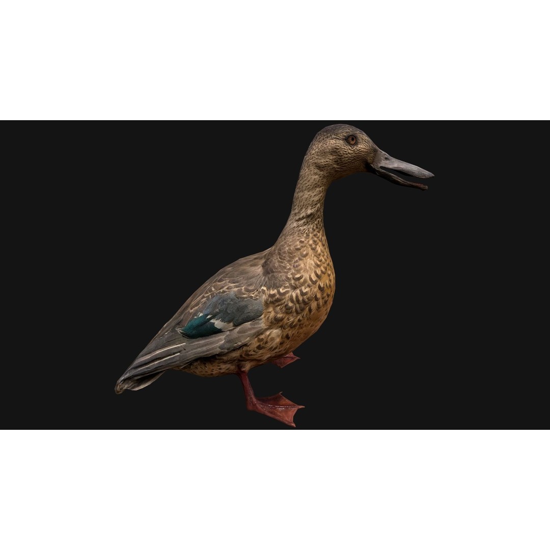 Duck Pack 3D Model – Low Poly Game Asset, PBR Textured, FBX - View 27