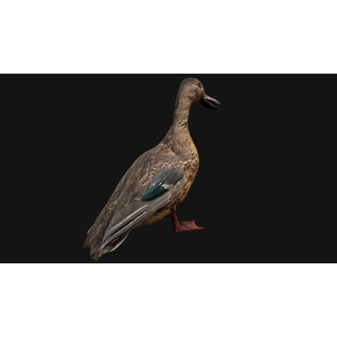 Duck Pack 3D Model – Low Poly Game Asset, PBR Textured, FBX - View 28