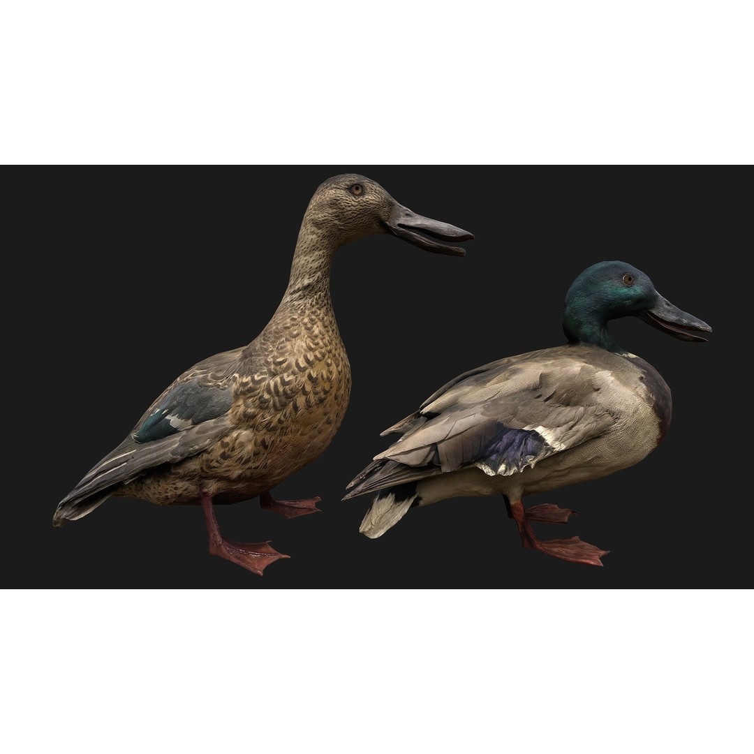 Duck Pack 3D Model – Low Poly Game Asset, PBR Textured, FBX - View 5