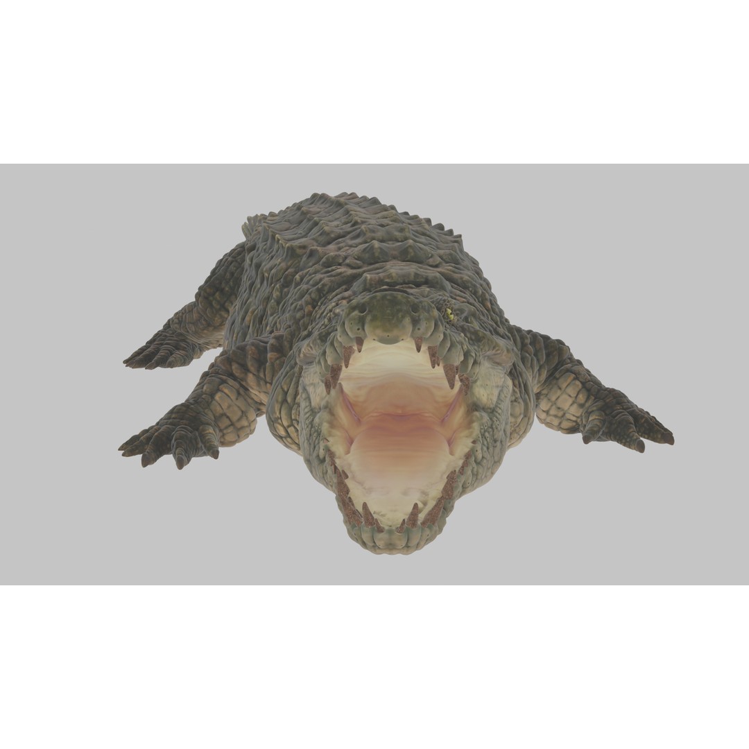 Crocodile 3D Model – Highly Detailed Game-Ready Asset, FBX, Blender - View 10