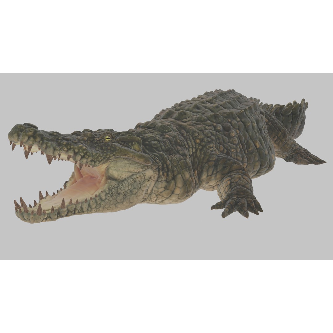 Crocodile 3D Model – Highly Detailed Game-Ready Asset, FBX, Blender - View 11