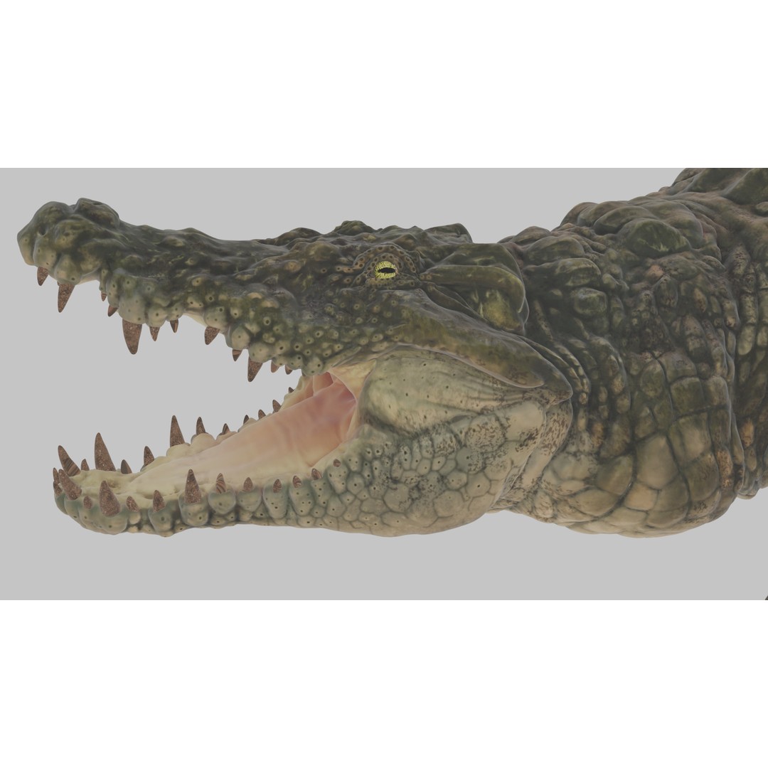 Crocodile 3D Model – Highly Detailed Game-Ready Asset, FBX, Blender - View 12
