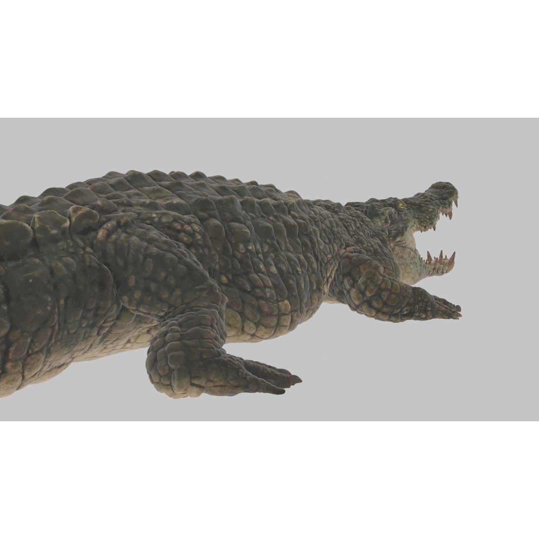 Crocodile 3D Model – Highly Detailed Game-Ready Asset, FBX, Blender - View 13