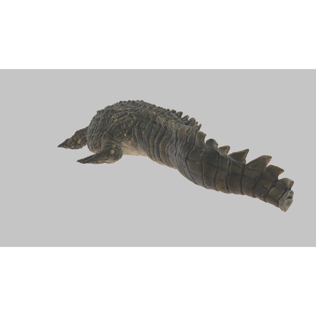 Crocodile 3D Model – Highly Detailed Game-Ready Asset, FBX, Blender - View 16