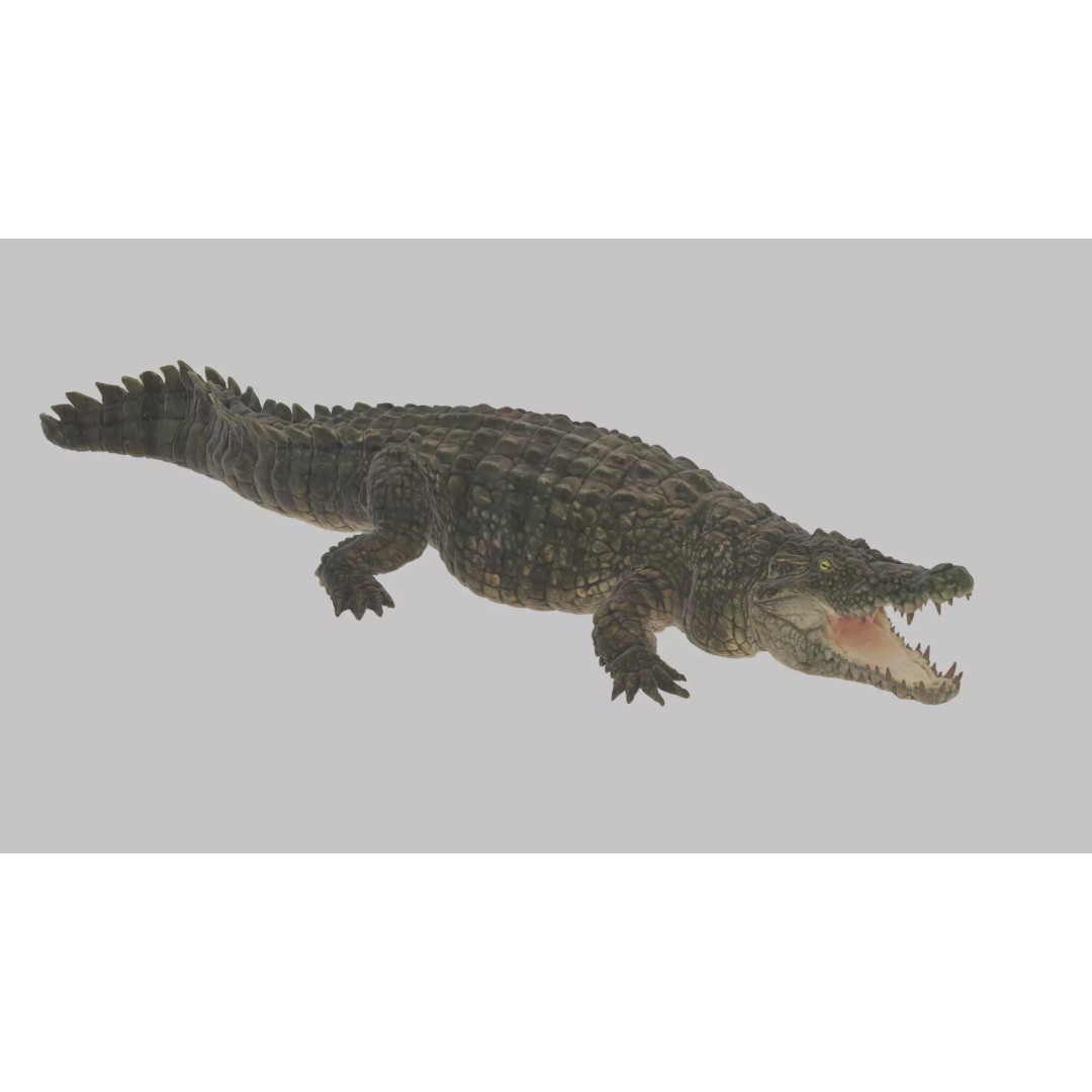 Crocodile 3D Model – Highly Detailed Game-Ready Asset, FBX, Blender - View 2