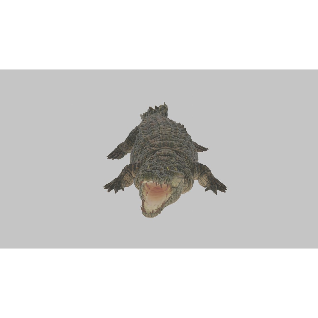 Crocodile 3D Model – Highly Detailed Game-Ready Asset, FBX, Blender - View 3
