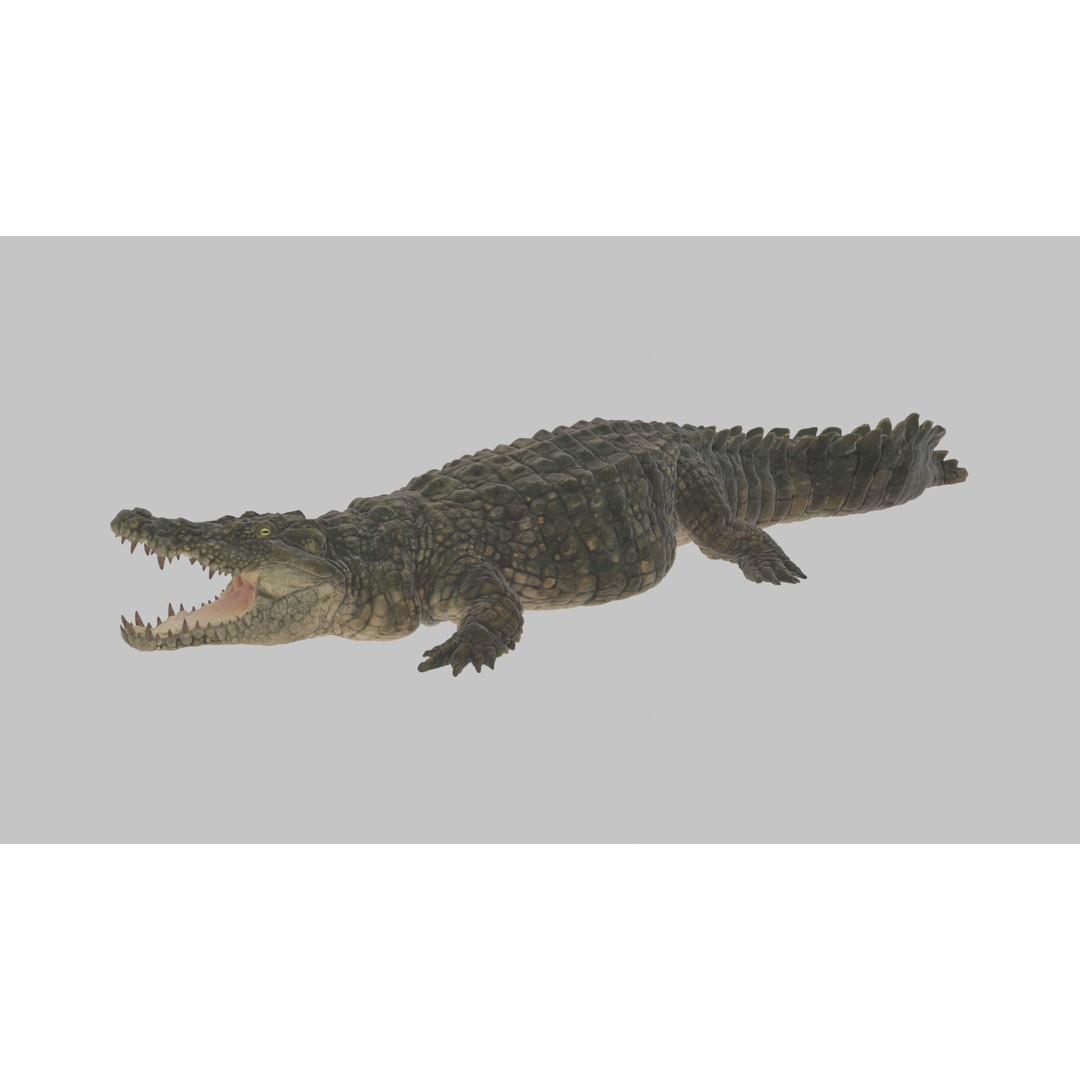 Crocodile 3D Model – Highly Detailed Game-Ready Asset, FBX, Blender - View 4