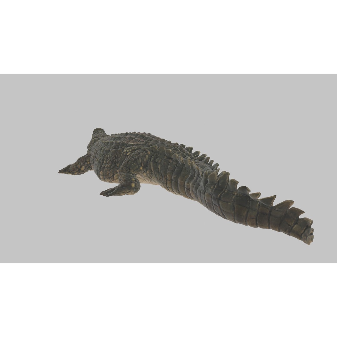 Crocodile 3D Model – Highly Detailed Game-Ready Asset, FBX, Blender - View 5