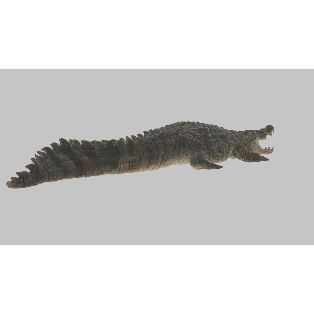 Crocodile 3D Model – Highly Detailed Game-Ready Asset, FBX, Blender - View 6