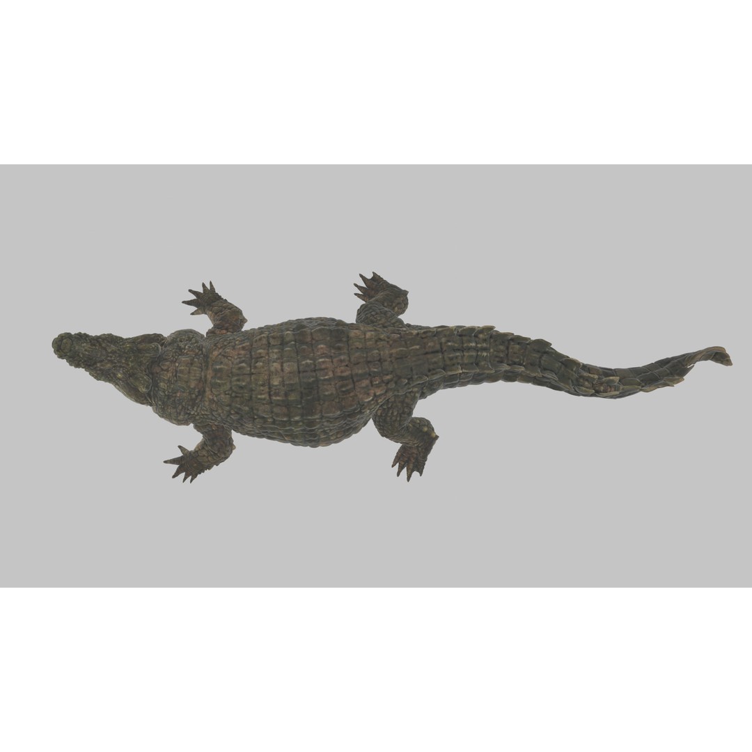 Crocodile 3D Model – Highly Detailed Game-Ready Asset, FBX, Blender - View 7
