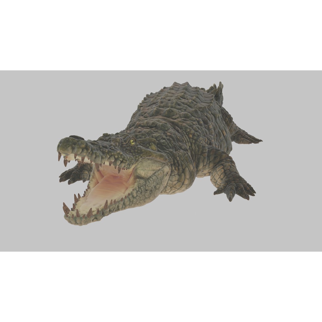 Crocodile 3D Model – Highly Detailed Game-Ready Asset, FBX, Blender - View 8