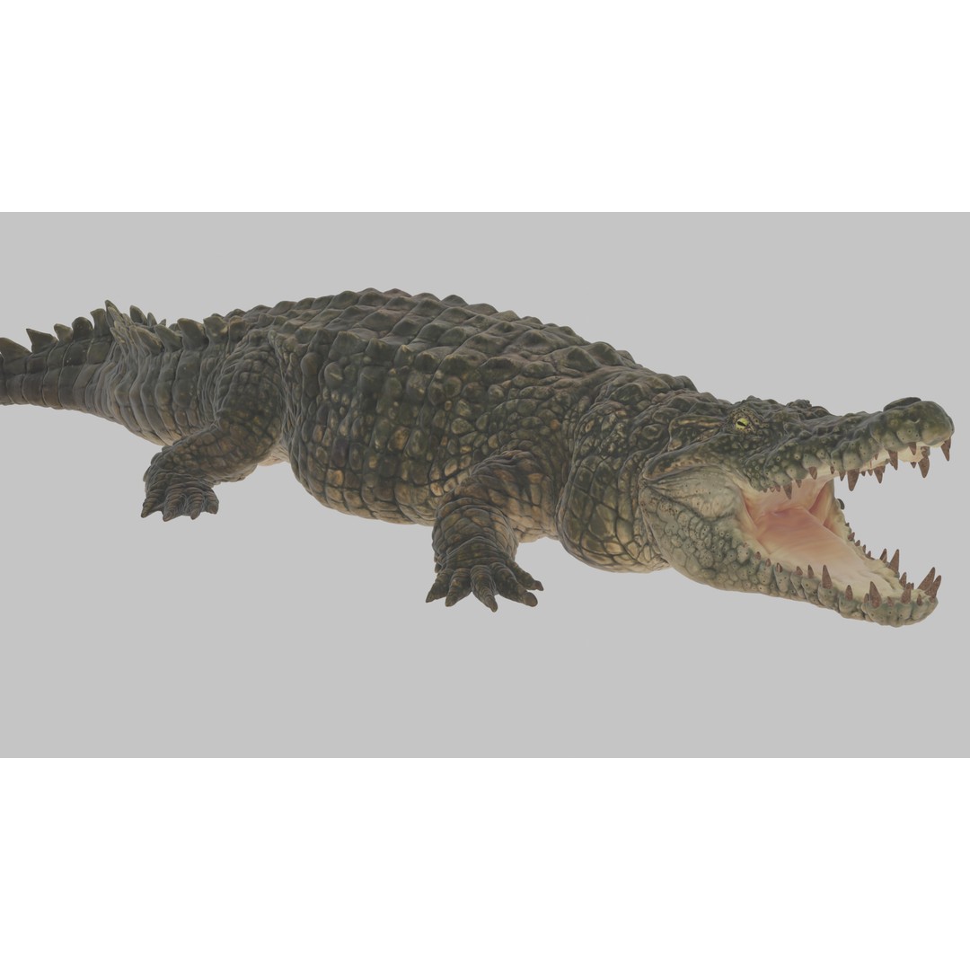 Crocodile 3D Model – Highly Detailed Game-Ready Asset, FBX, Blender - View 9