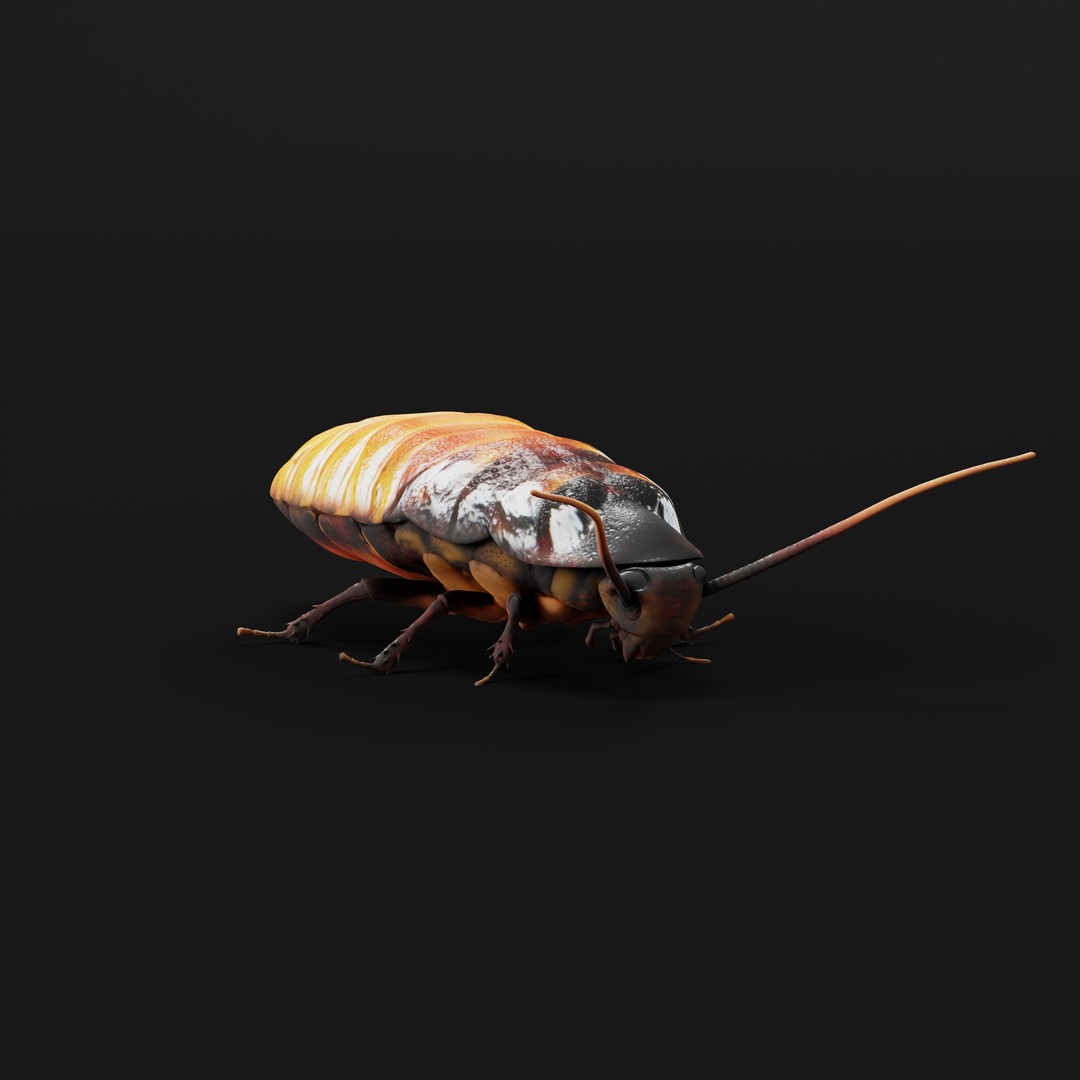 Madagascar Hissing Cockroach 3D Model – Low Poly Game Ready, FBX