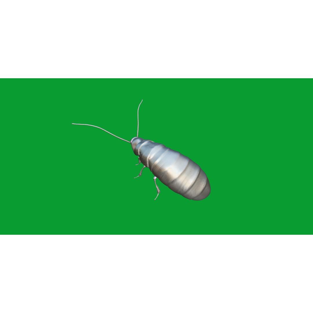 Madagascar Hissing Cockroach 3D Model – Low Poly Game Ready, FBX - View 10