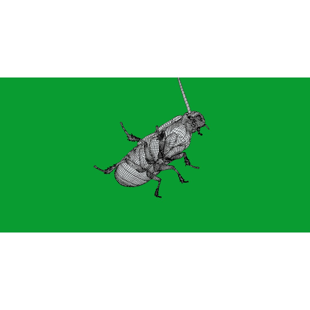 Madagascar Hissing Cockroach 3D Model – Low Poly Game Ready, FBX - View 13