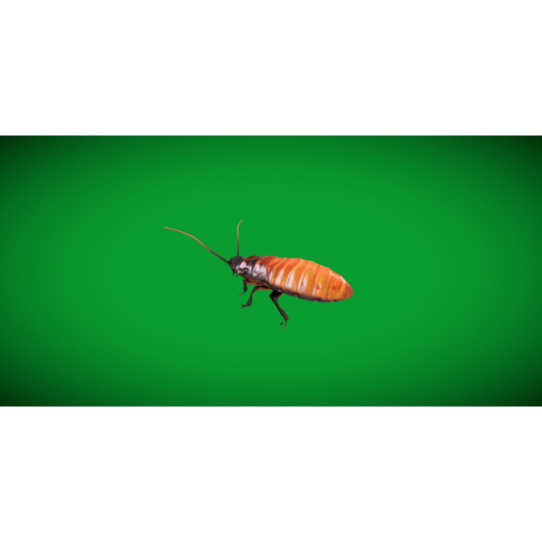 Madagascar Hissing Cockroach 3D Model – Low Poly Game Ready, FBX - View 14