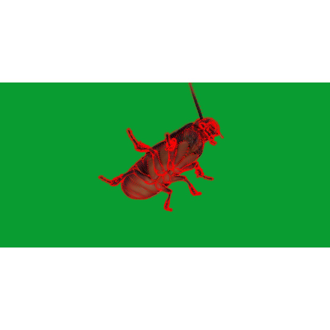 Madagascar Hissing Cockroach 3D Model – Low Poly Game Ready, FBX - View 15