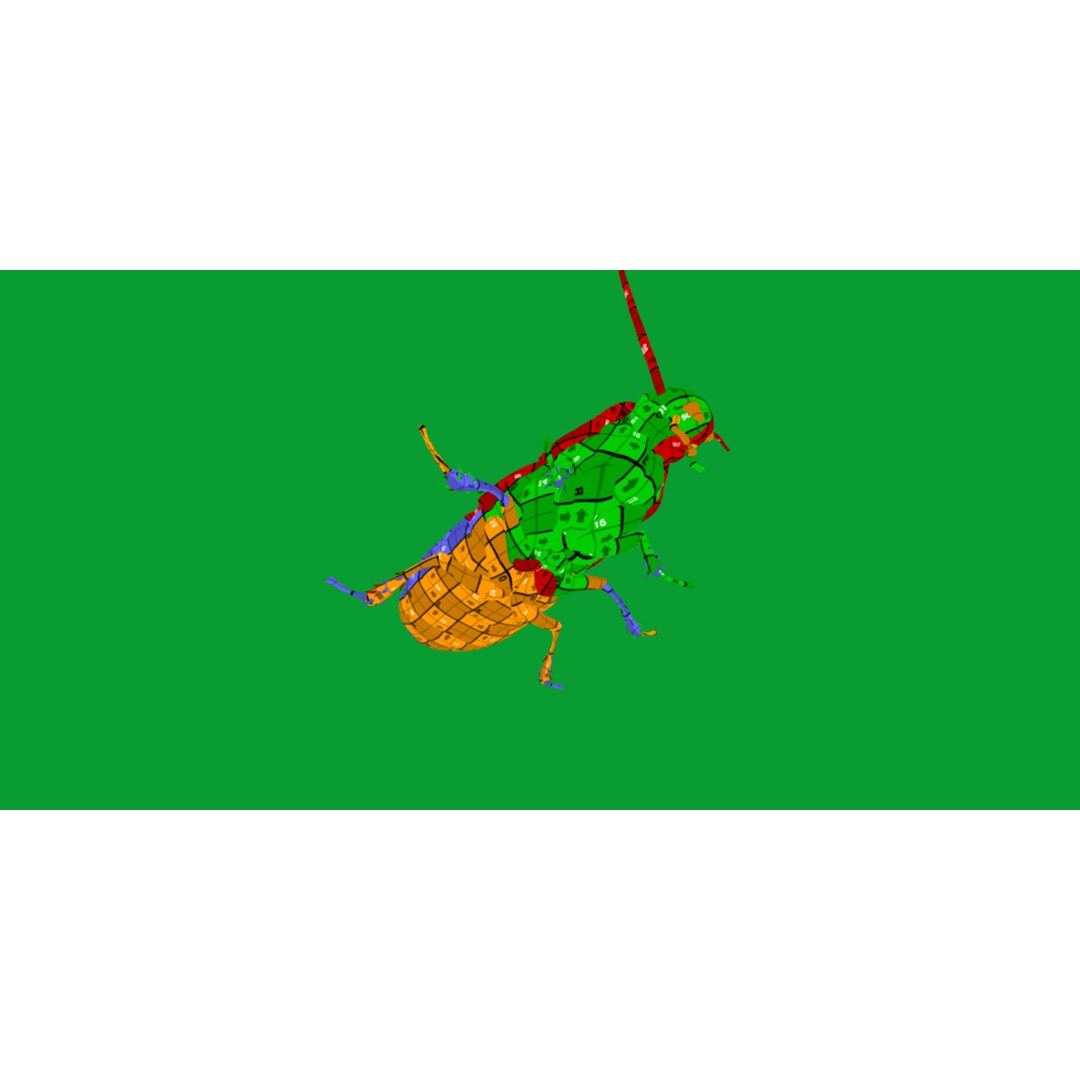 Madagascar Hissing Cockroach 3D Model – Low Poly Game Ready, FBX - View 16