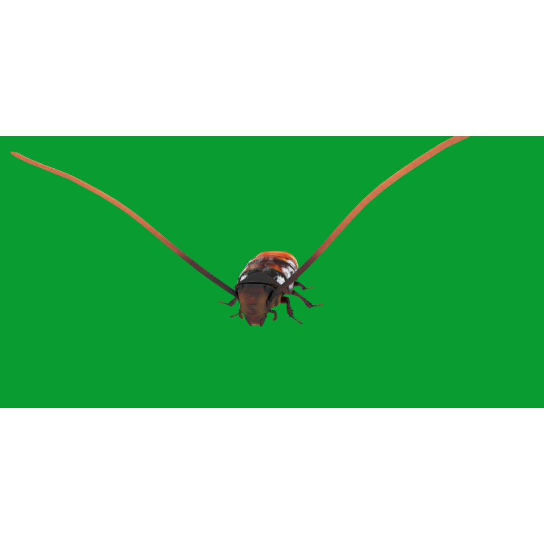 Madagascar Hissing Cockroach 3D Model – Low Poly Game Ready, FBX - View 19