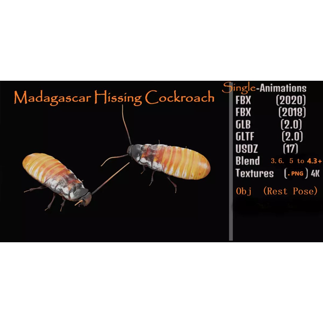 Madagascar Hissing Cockroach 3D Model – Low Poly Game Ready, FBX - View 2