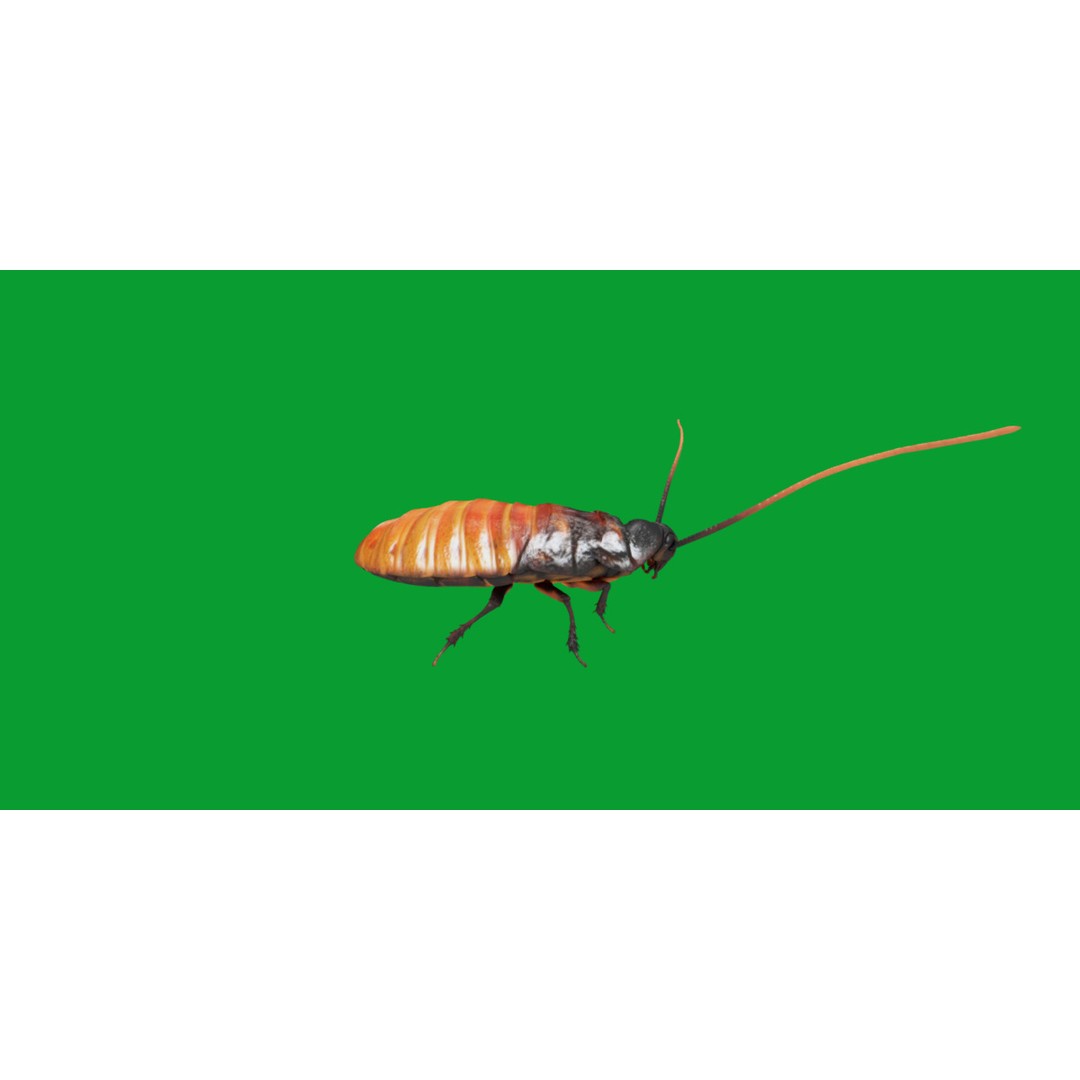 Madagascar Hissing Cockroach 3D Model – Low Poly Game Ready, FBX - View 20